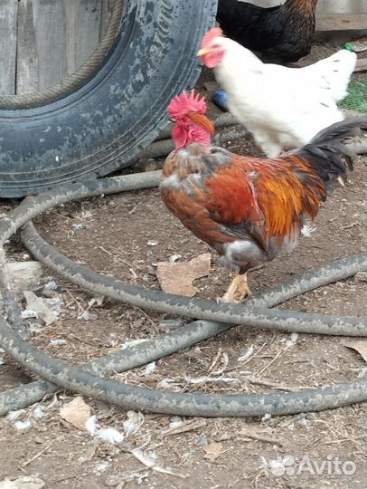 Молодые петушки