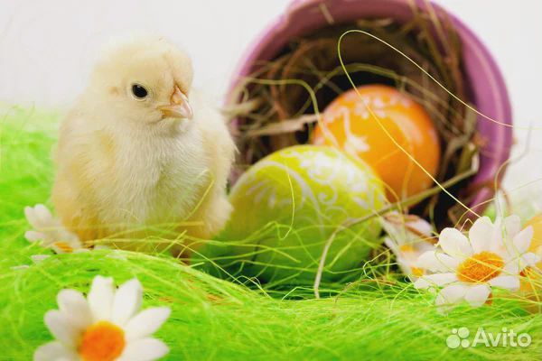 Разнорабочие на птицефабрику