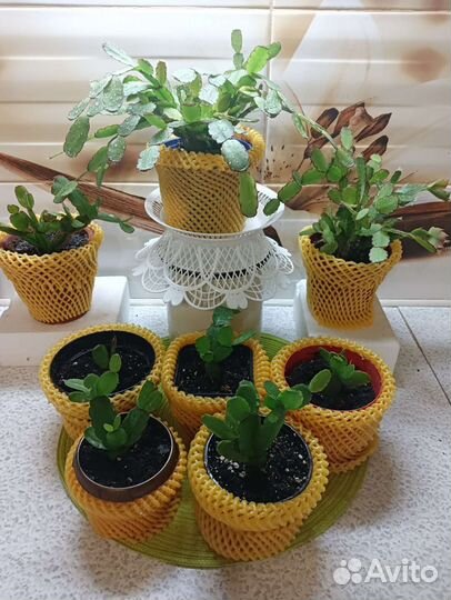 Декабрист шлюмбергера,Белый Ангел