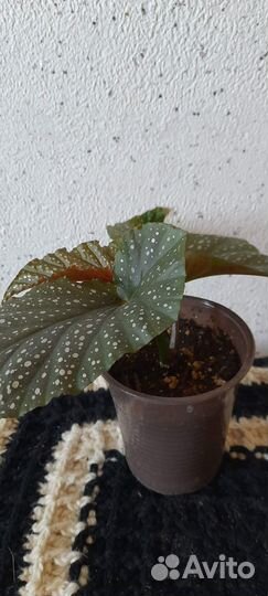 Комнатные растения цветы