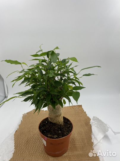 Фикус Наташа Джут