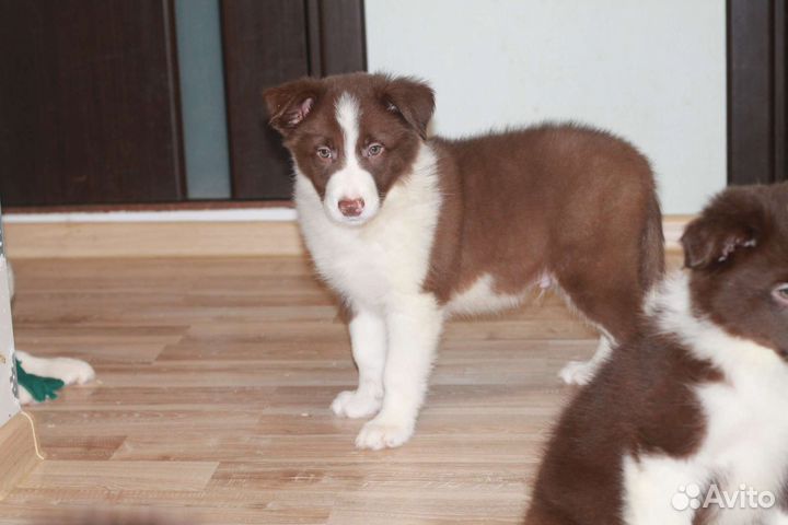 Щенки бордер колли