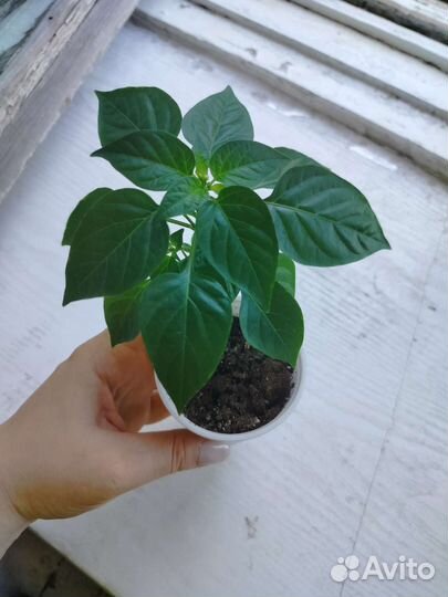 Комнатный горький перец