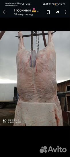 Мясо конины