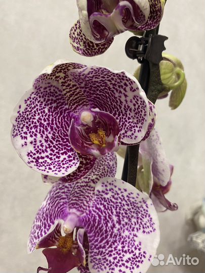 Орхидея Пандора