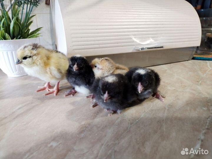 Цыплята суточные