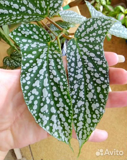 Бегонии тростниковые кейн