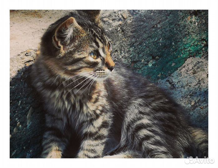 Котёнок в дар котик охотник мышелов