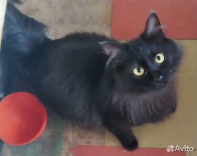 Жил да был черный кот