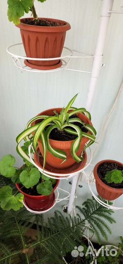 Хлорофитум кучерявый