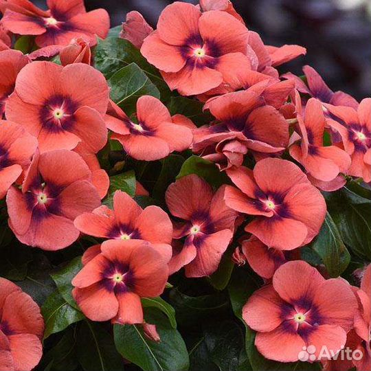 Катарантус, гацания, традесканция, хвостик