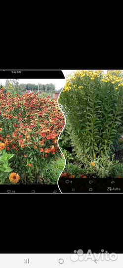 Астра, медуница