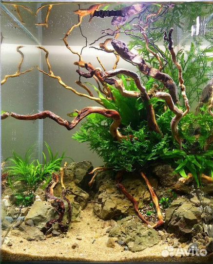 Аквариум,обслуживание