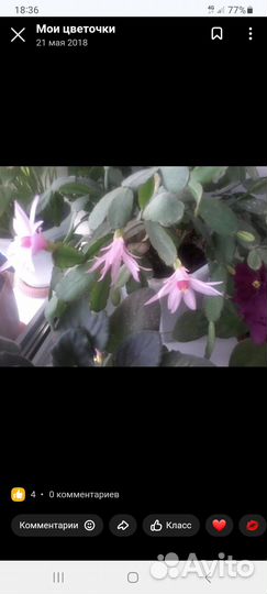 Декабрист шлюмбергера