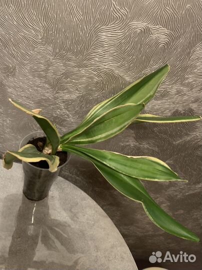 Сансевиерия