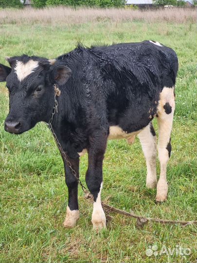 Бычки и телки