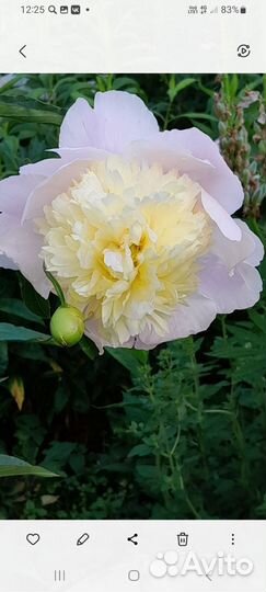 Корни пионов