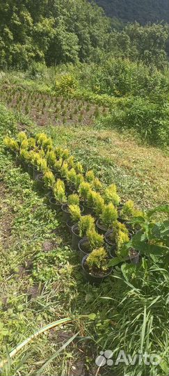 Голубые ели