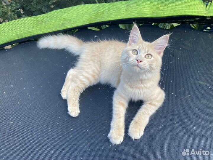 Котята мейн-кун