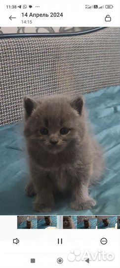 Котята