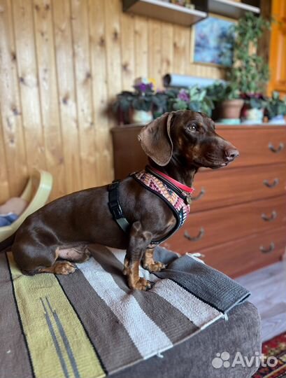 Вязка кобель такса стандартный гладкошерстный