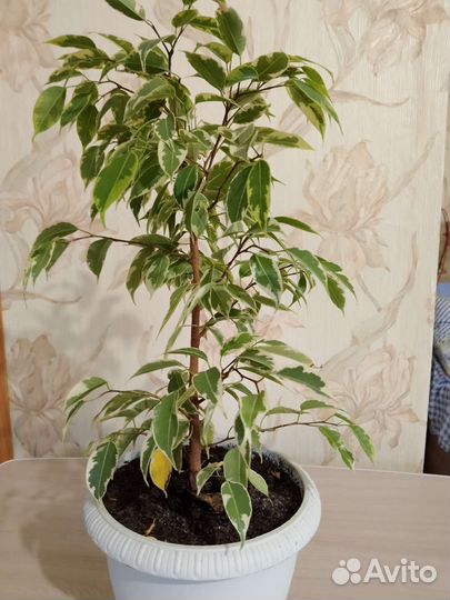 Фикус бенджамина пестролистный