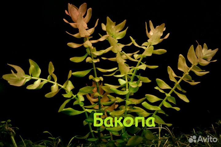 Аквариумные растения (набор)