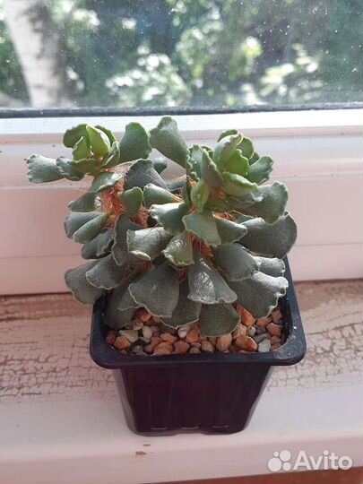 Адромискусы разные, суккуленты
