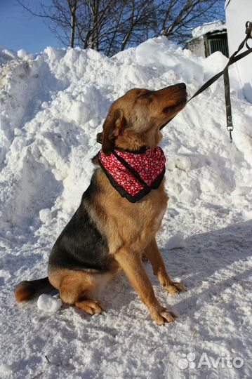 Баффи-чудесная собака для семьи