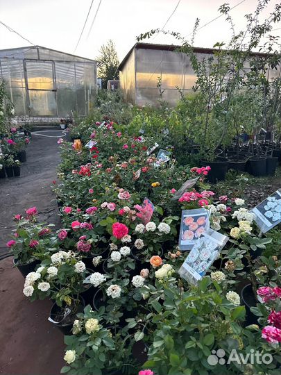 Саженцы яблоня, груша, вишня, черешня, абрикос