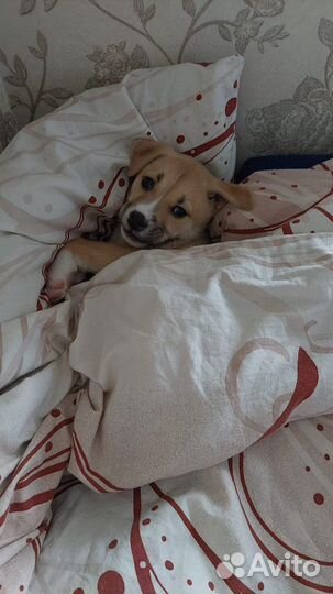 Щенок Джек-расссел терьер и басенджи