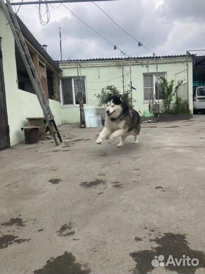 Сибирский хаски