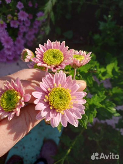 Хризантема многолетняя