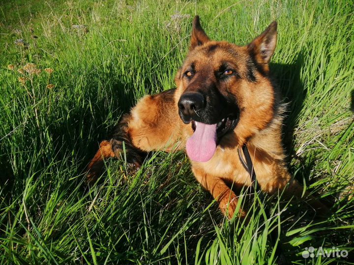 Дрессировка собак (кинолог), передержка животных