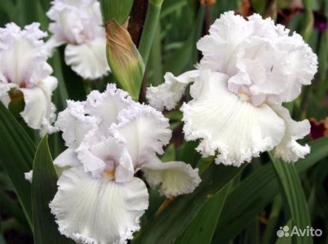Ирисы германские бородатые