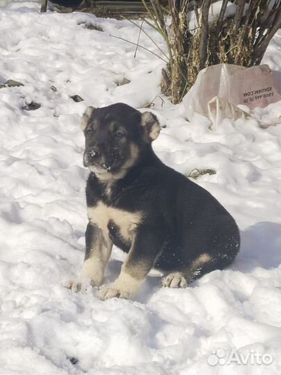 Кавказский волкодав мальчики