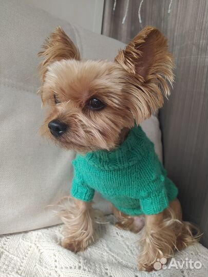 Новый вязаный свитер для собаки. Ручная работа