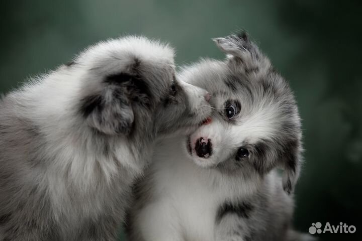 Бордер колли