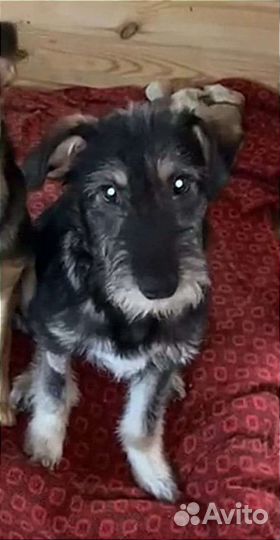 Собачка в добрые руки