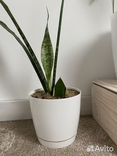 Сансевиерия тёщин язык