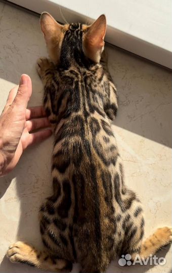 Бенгальские кошки