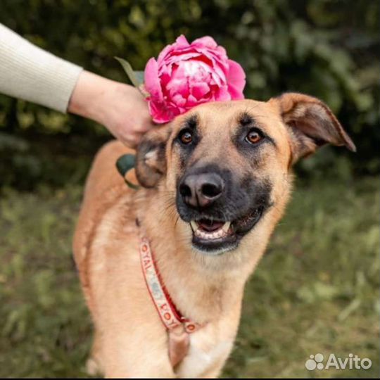 Яркая собака в добрые руки