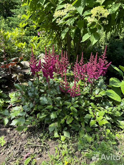 Астильба сортовая