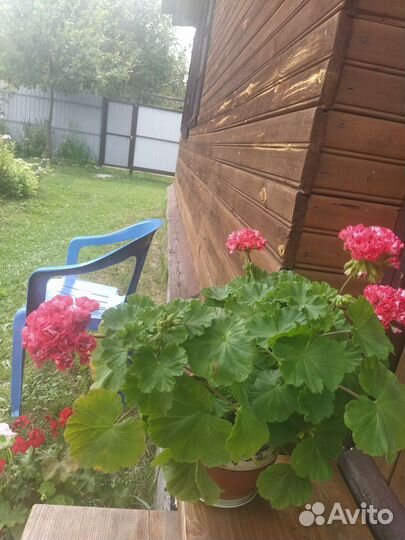 Герань пеларгония