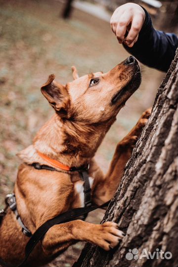 Рыжий щенок в добрые руки бесплатно
