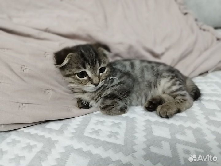 Шотландская