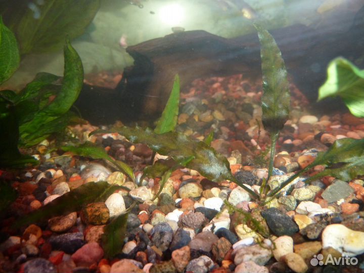 Криптокорина