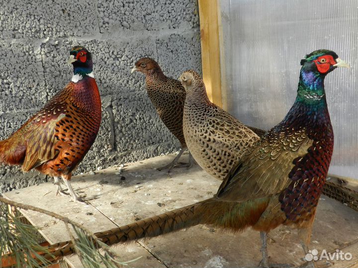 Фазан охотничий