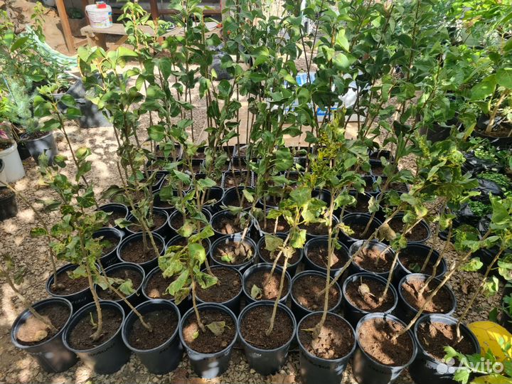 Саженцы сирени Красавица Москвы