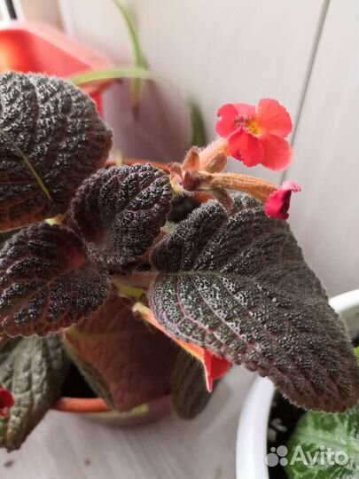 Эписция, разные сорта